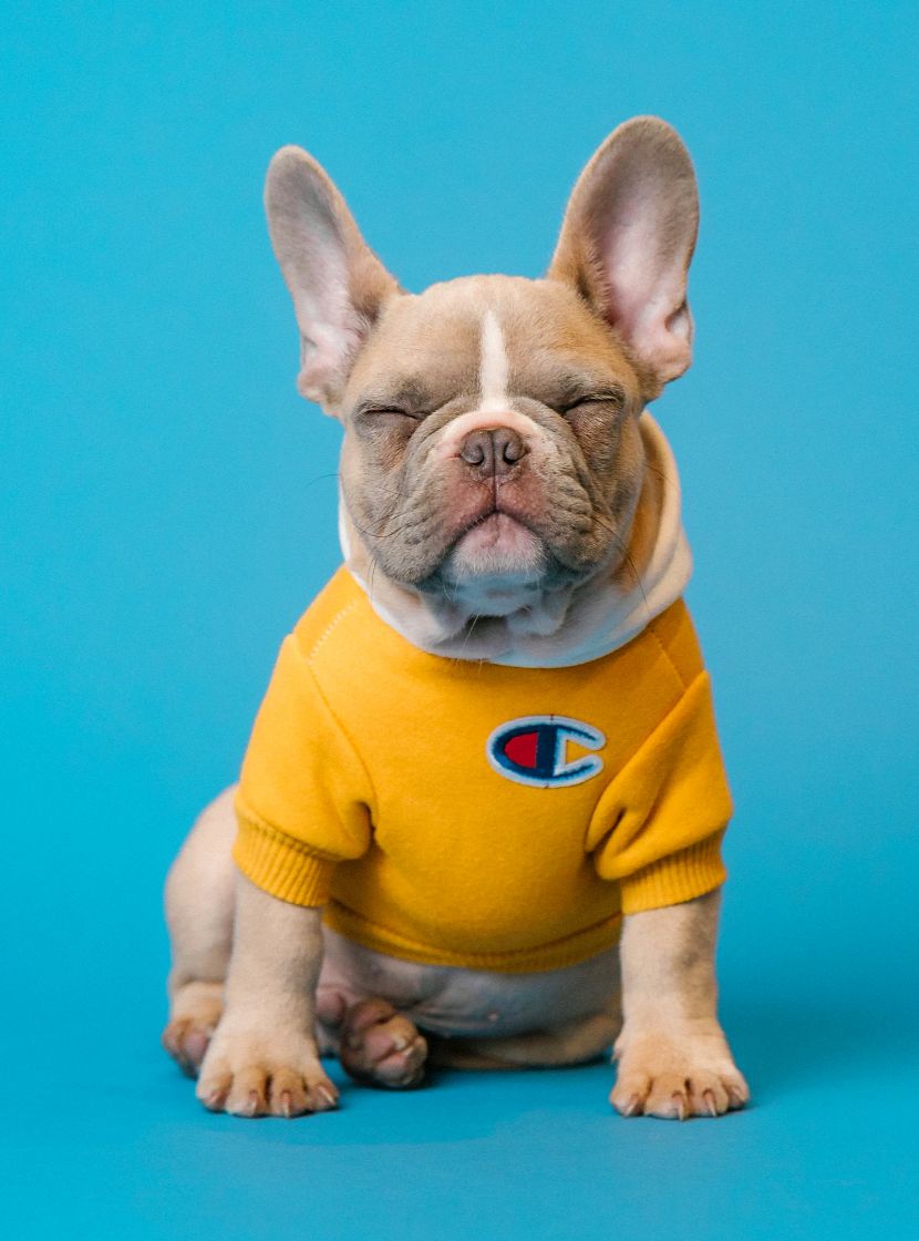 Produtos para cães Produtos para cães