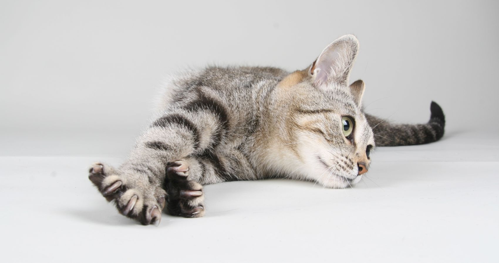 Produtos para gatos