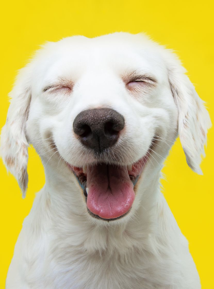 Promoções na Loja dos Animais Promoções na Loja dos Animais