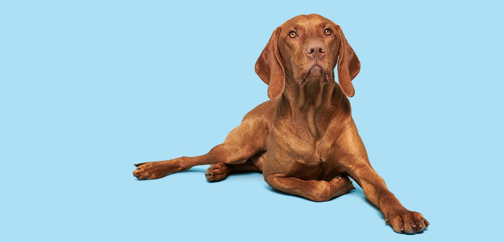 Produtos para cães