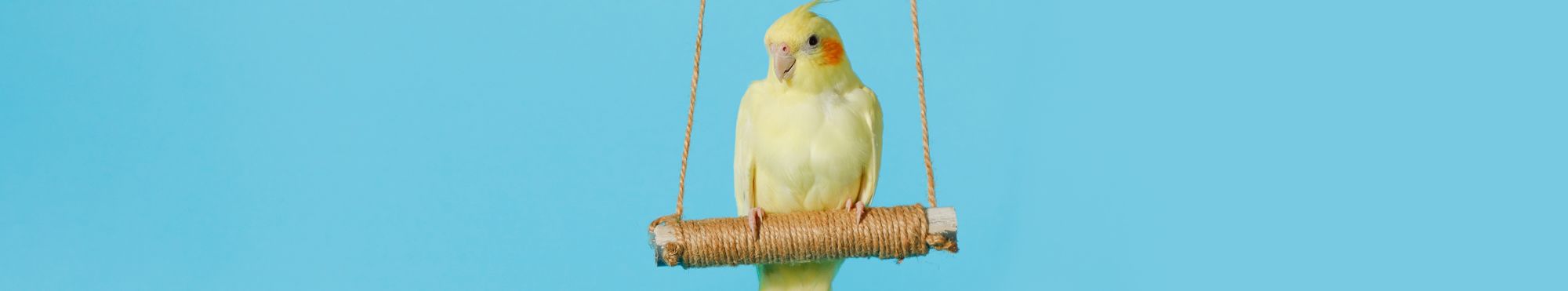 Acessórios para Aves