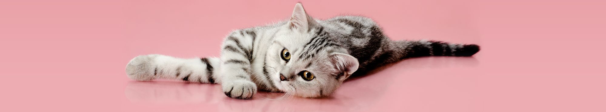 Suplementos para Gatos