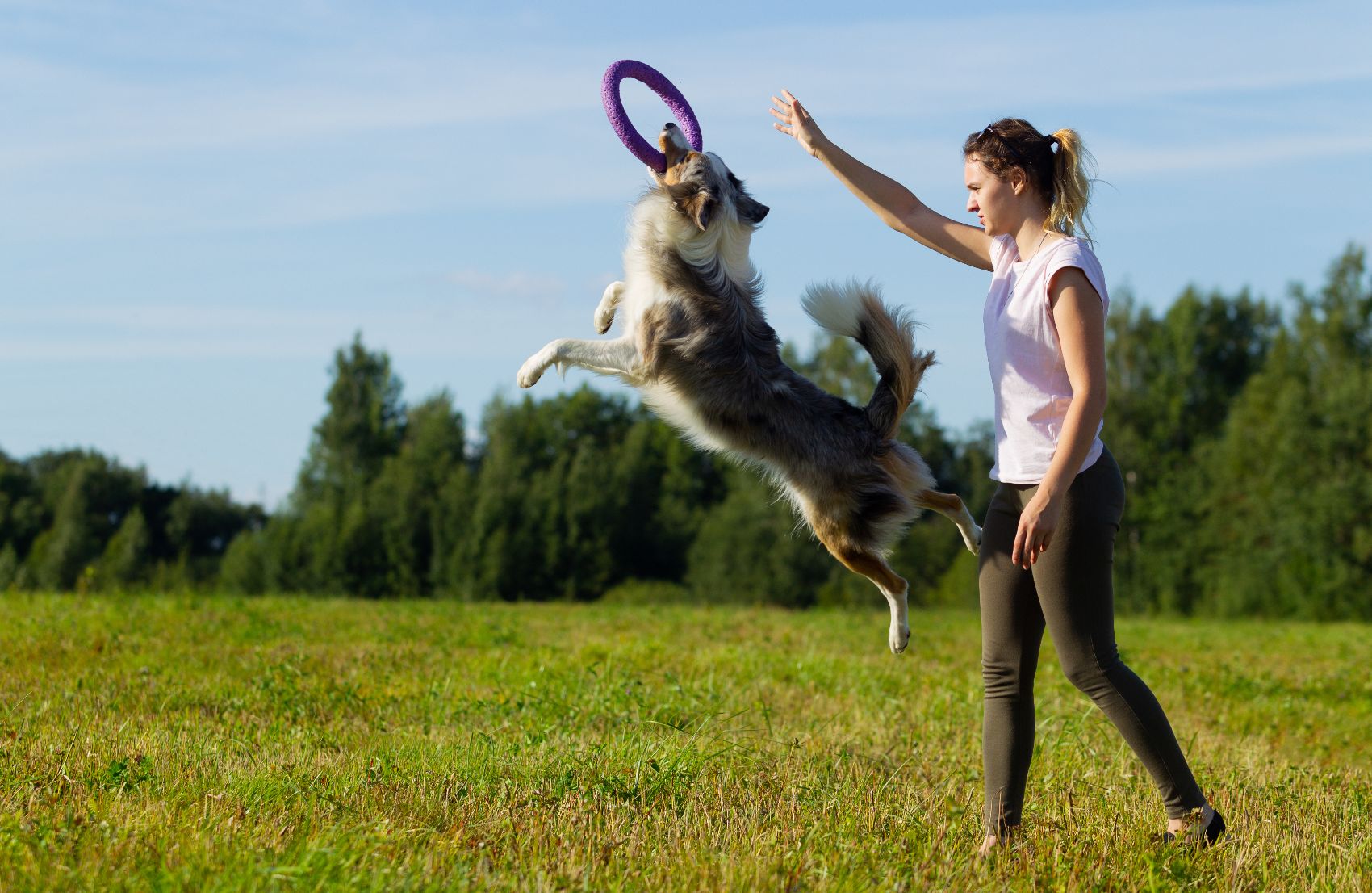 Adestramento para cães