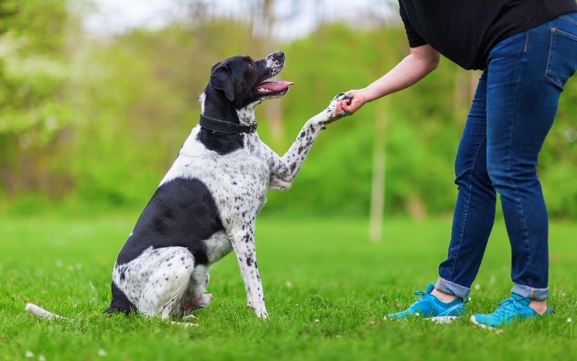 Adestramento para cães Adestramento para cães