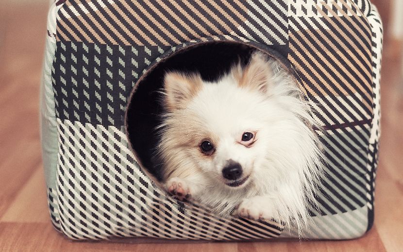 Cama casota para cães Cama casota para cães