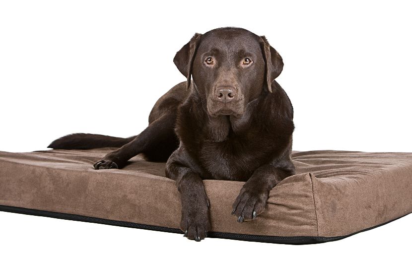 Camas de espuma para cães Camas de espuma para cães