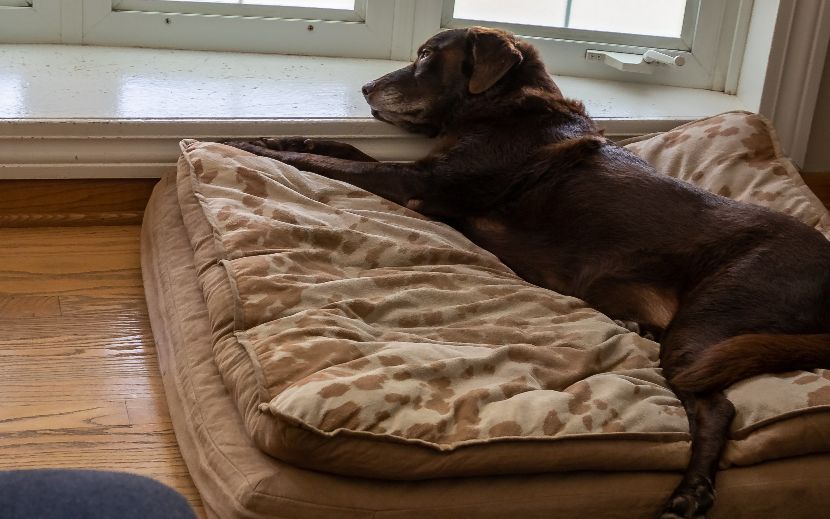 Camas ortopédicas para cães Camas ortopédicas para cães