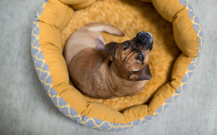 Cama redonda para cães Cama redonda para cães
