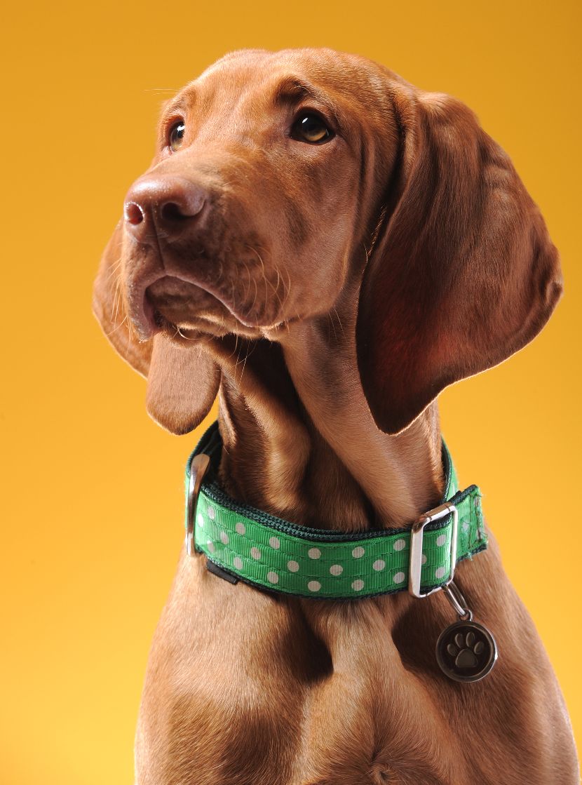 Coleiras para cães Coleiras para cães