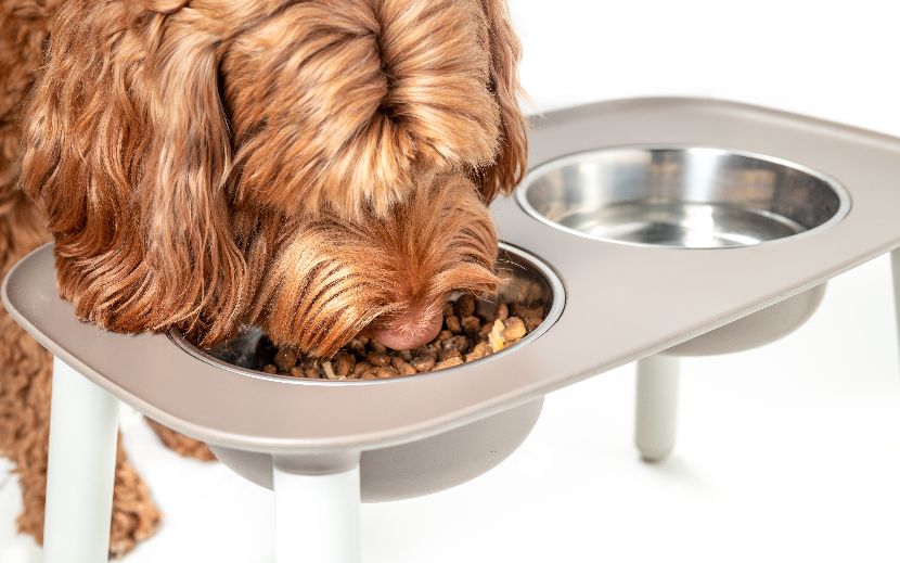 Comedouros com estrutura elevada para cães Comedouros com estrutura elevada para cães