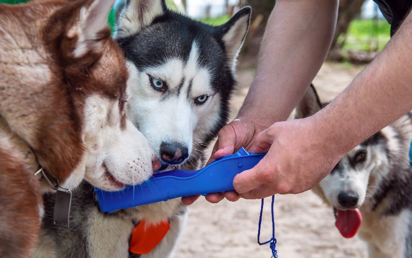 Comedouros para cães em viagem Comedouros para cães em viagem