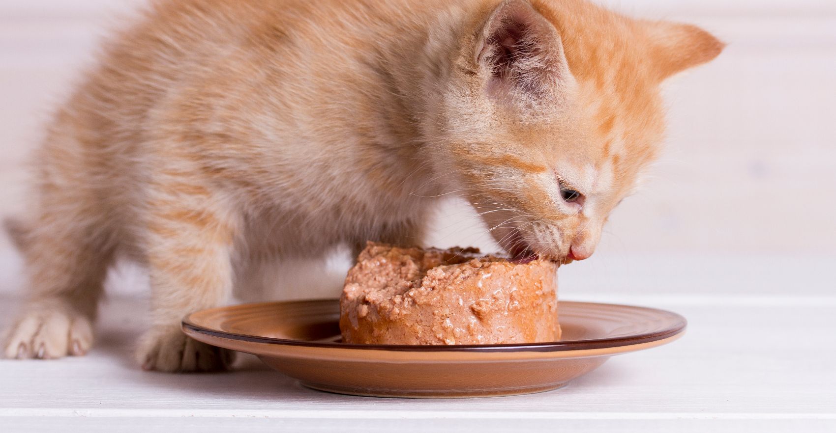 Comida húmida para gatos