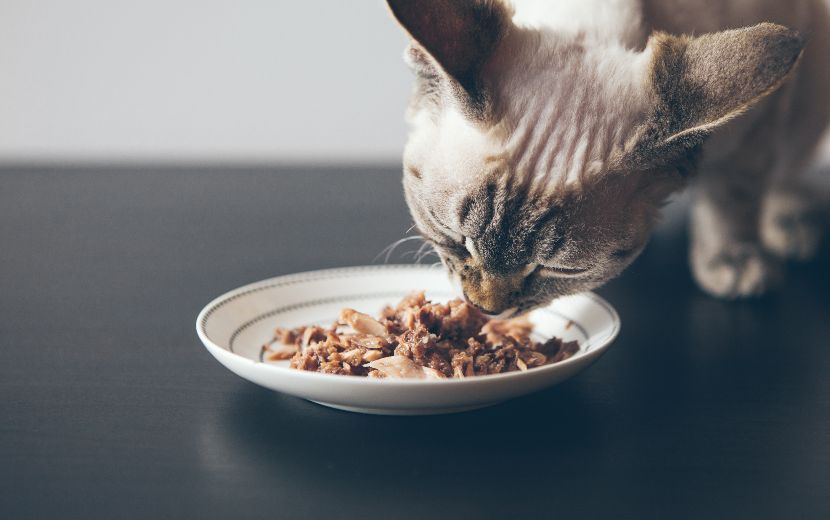 Comida húmida para gatos Comida húmida para gatos