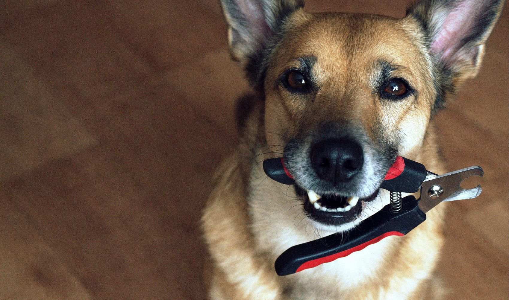 Corta unhas para cães