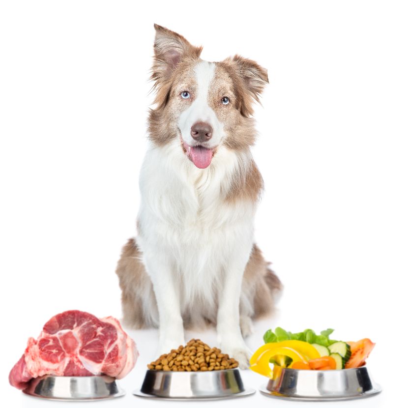 Dieta para cães Dieta para cães