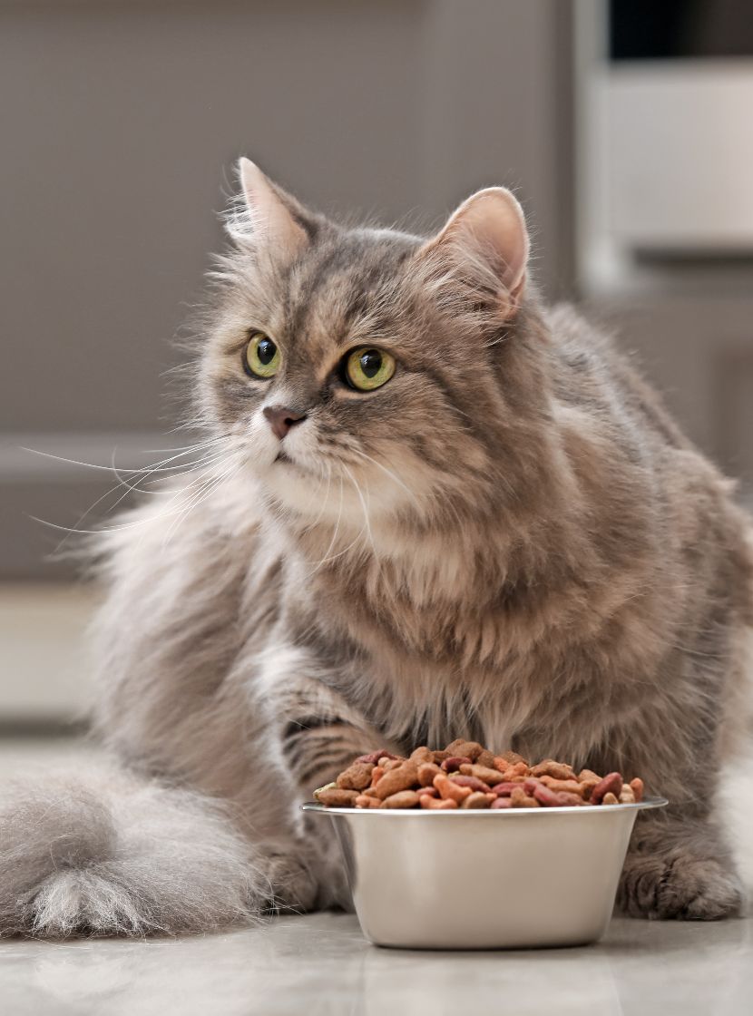 Dieta para gatos Dieta para gatos