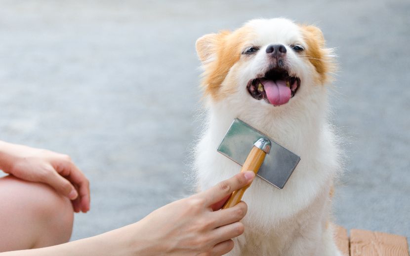 Escovas para cães Escovas para cães