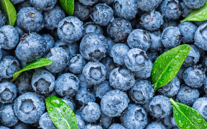 Mirtilos alimentação funcional nos cães Mirtilos alimentação funcional nos cães
