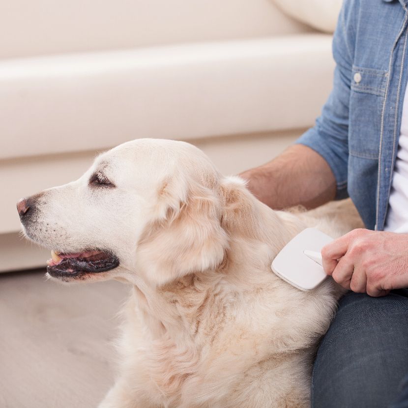 Pele e Pelo dos Cães Pele e Pelo dos Cães