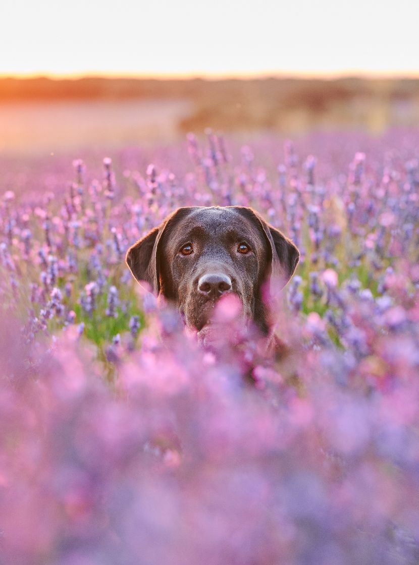 Perfumes para cães Perfumes para cães