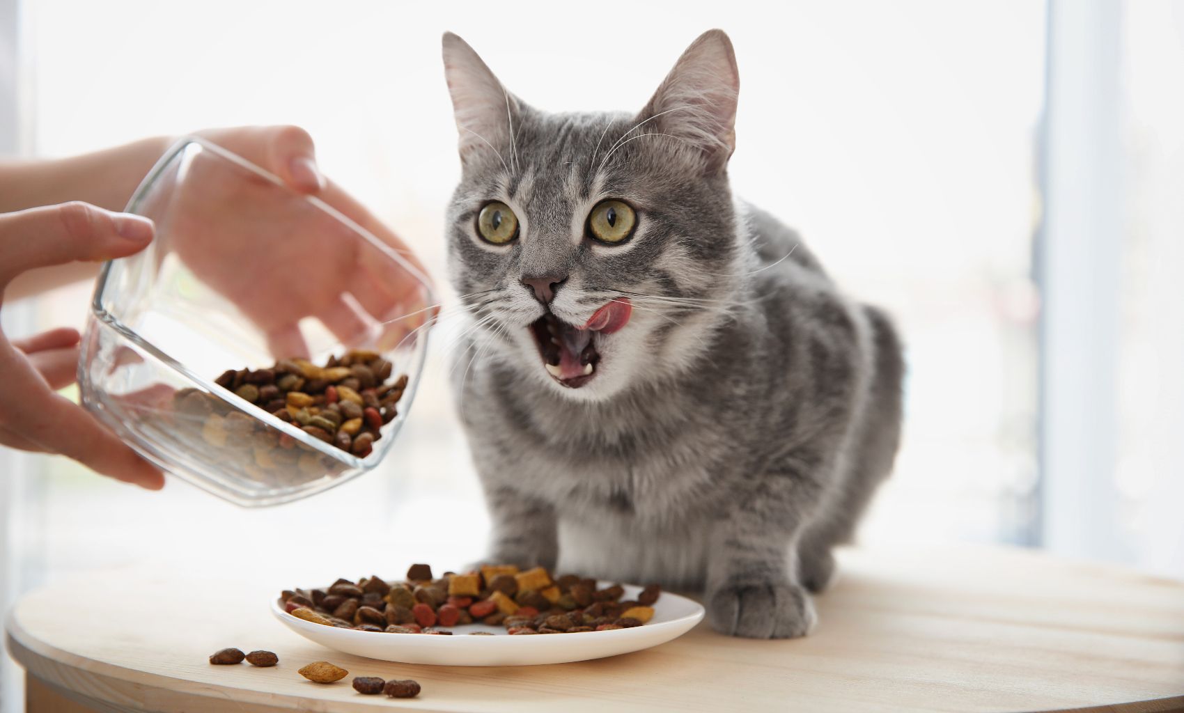Ração para gatos