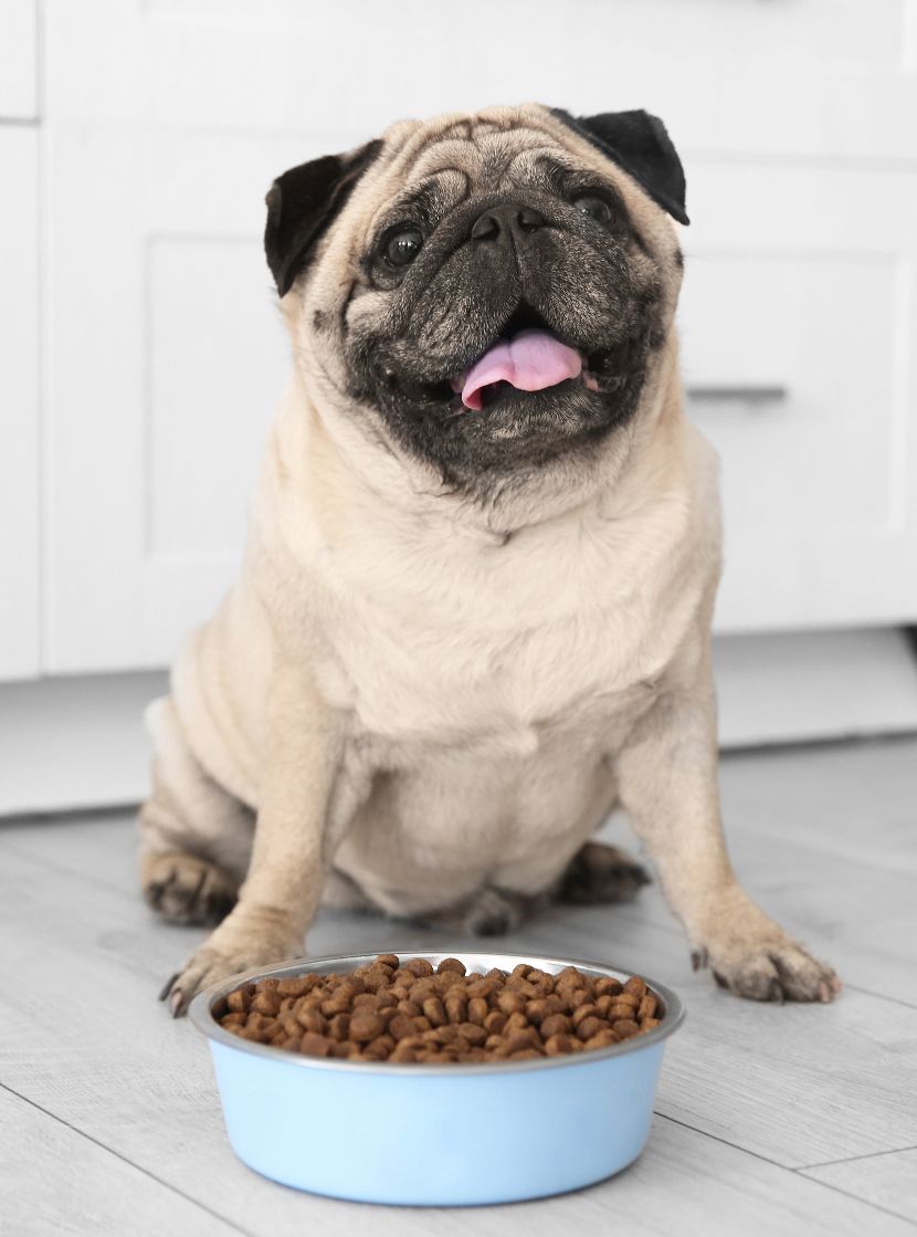 Ração para cães Ração para cães
