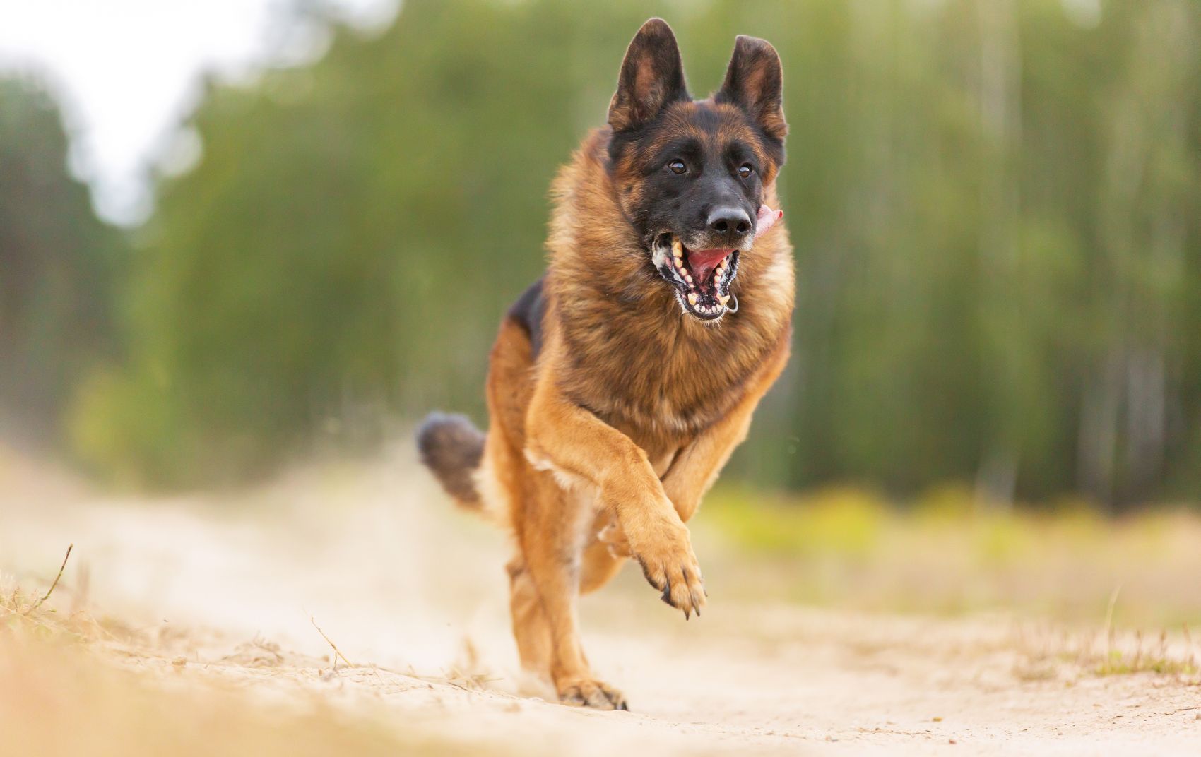 Reforço imunitário nos cães