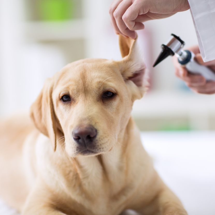 Saúde Auditiva dos Cães Saúde Auditiva dos Cães