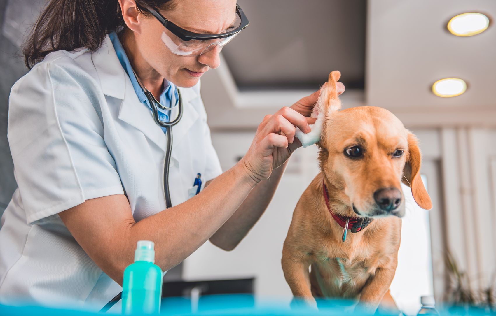 Saúde Auditiva dos Cães