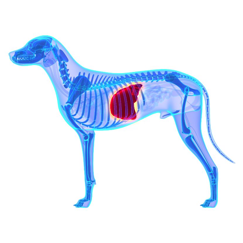 Saúde hepática nos cães Saúde hepática nos cães