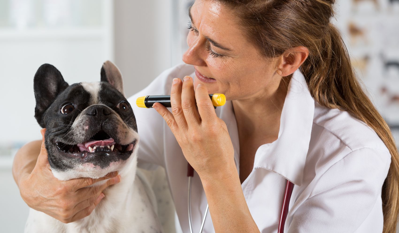 Saúde Ocular no Cães