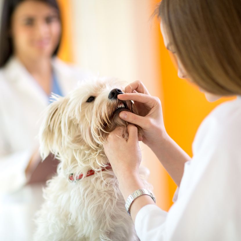 Saúde Oral nos Cães Saúde Oral nos Cães