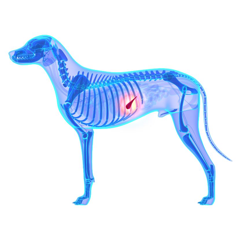 Saúde Pancreática nos Cães Saúde Pancreática nos Cães
