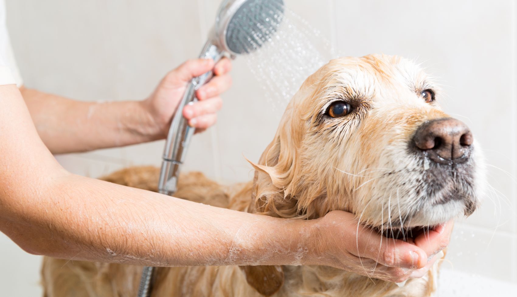 Shampoo para cães