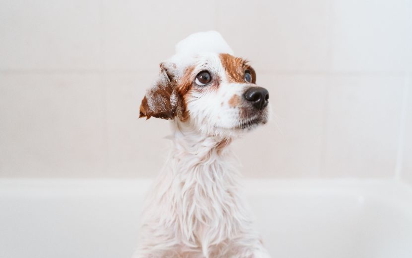 Shampoo para cães Shampoo para cães