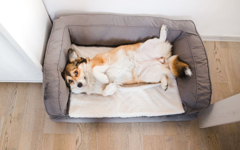 Sofá-cama para cães Sofá-cama para cães