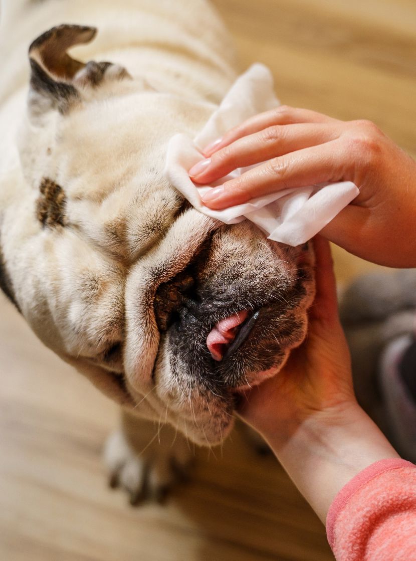 Toalhitas para cães Toalhitas para cães