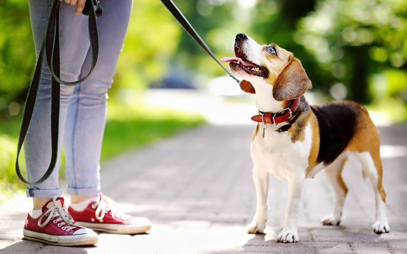 Trelas para cães Trelas para cães
