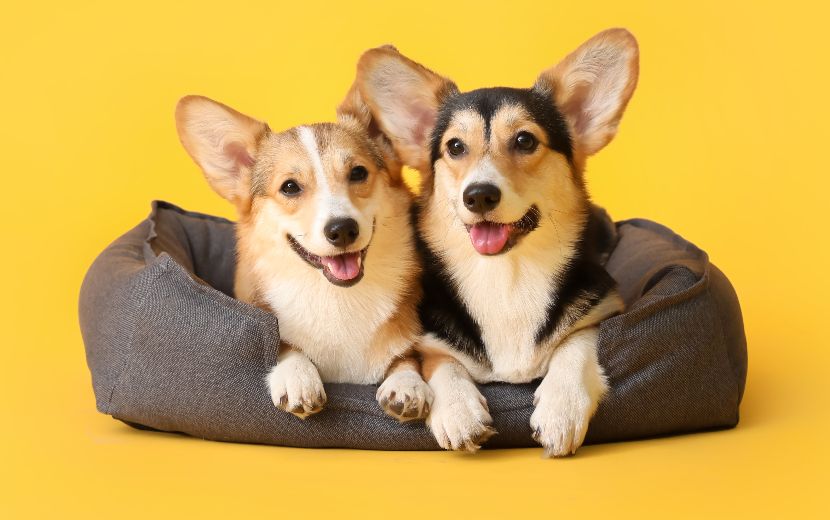 Acessórios para cães Acessórios para cães