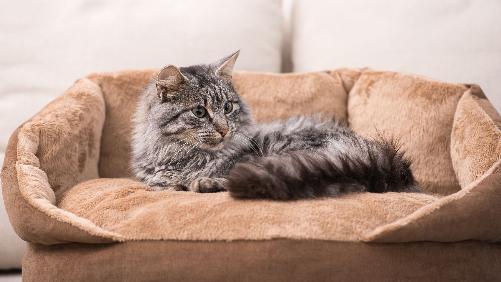 Acessórios para gatos