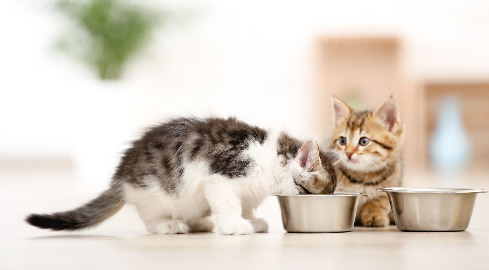 Alimentação para gatos
