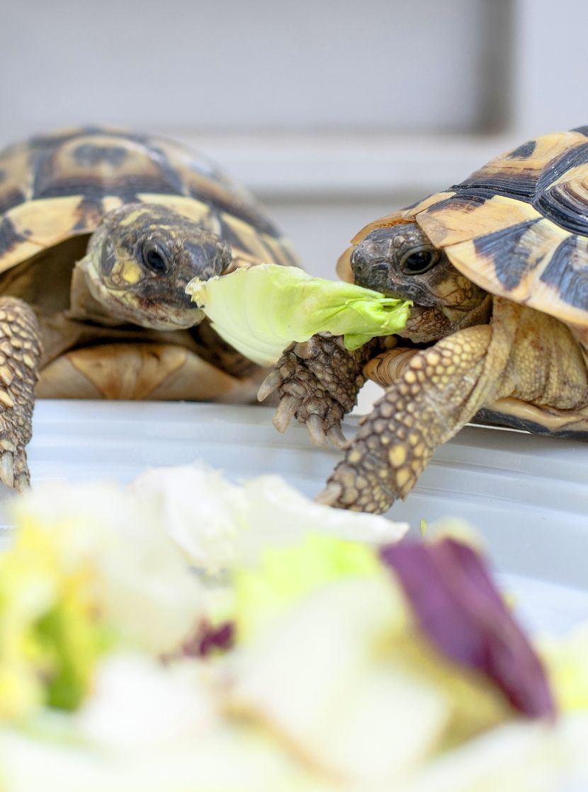 Alimentação para répteis Alimentação para répteis
