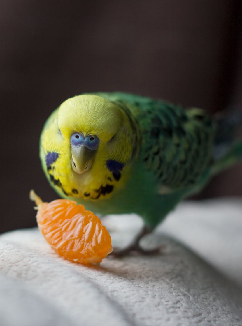 Comida para Aves Comida para Aves