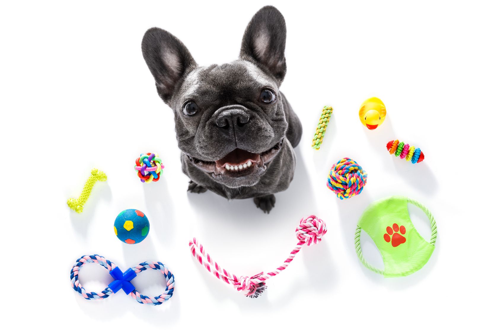 Brinquedos para cães