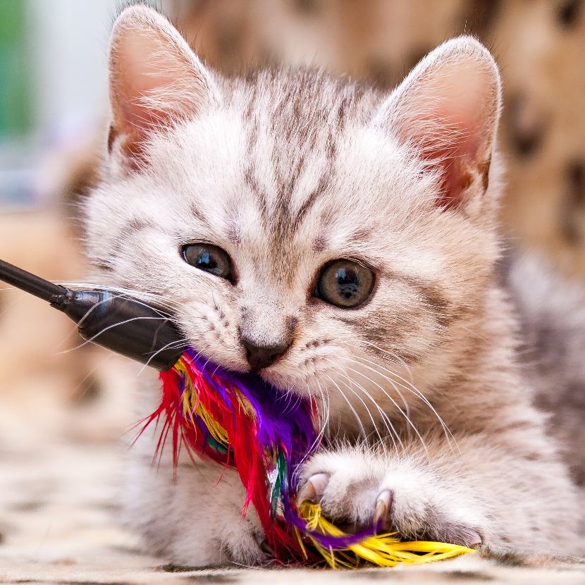 Brinquedos para gatos Brinquedos para gatos