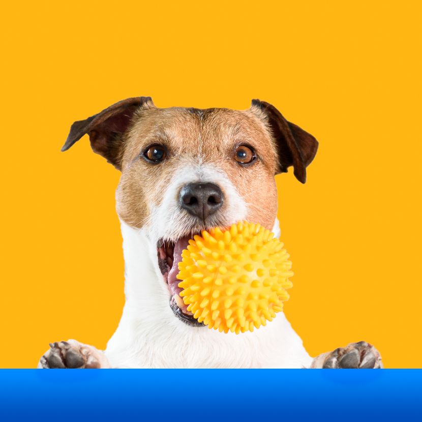 Brinquedos para cães Brinquedos para cães