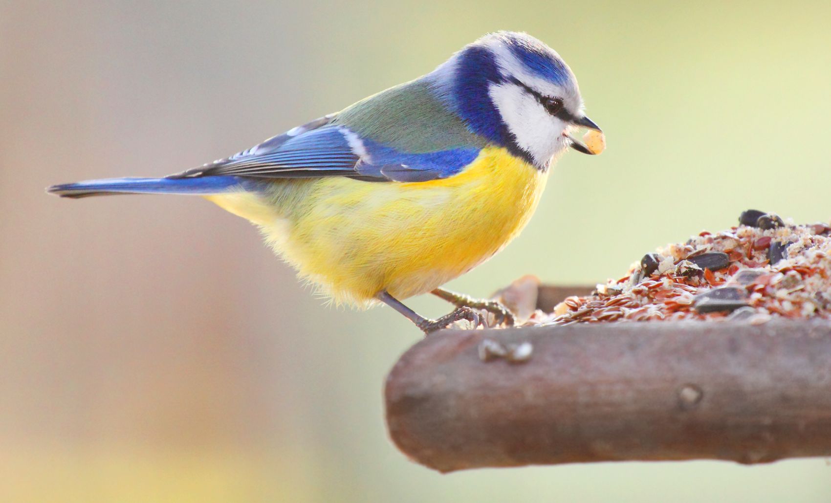 Comida para Aves