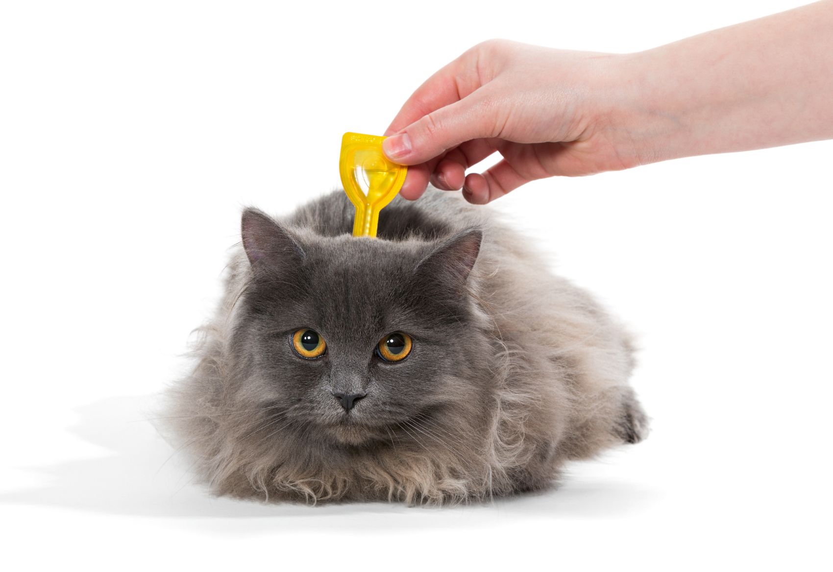 Desparasitantes para gatos
