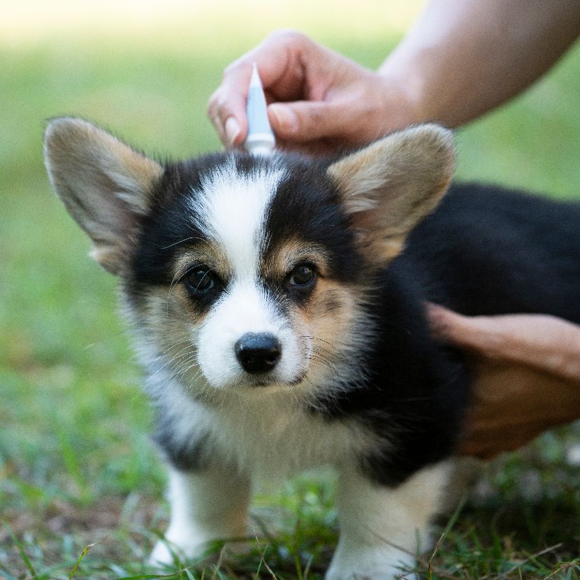 Desparasitantes para cães Desparasitantes para cães
