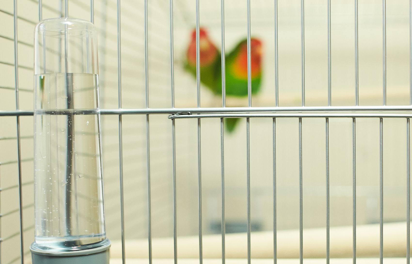 Higiene das Aves